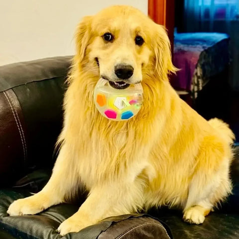 Durable Squeaky Dog Ball Toy with Handle for Fetch & Anxiety Relief