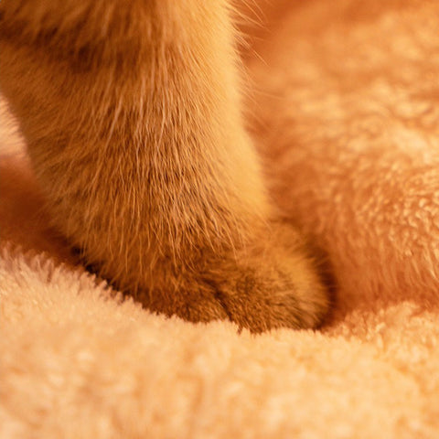 Cozy Removable Washable Winter Covered Pet Bed for Cats and Small Dogs