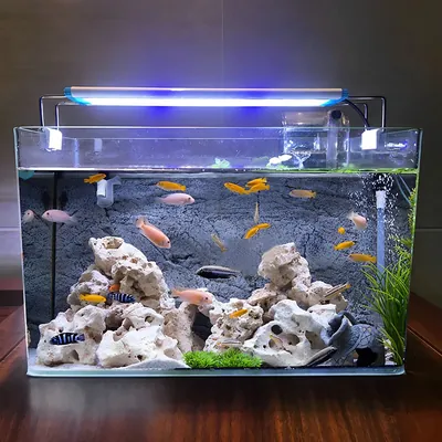 Rectangular Glass Aquarium — Small & Medium Display Tank - aquariums & tanks for aquariums