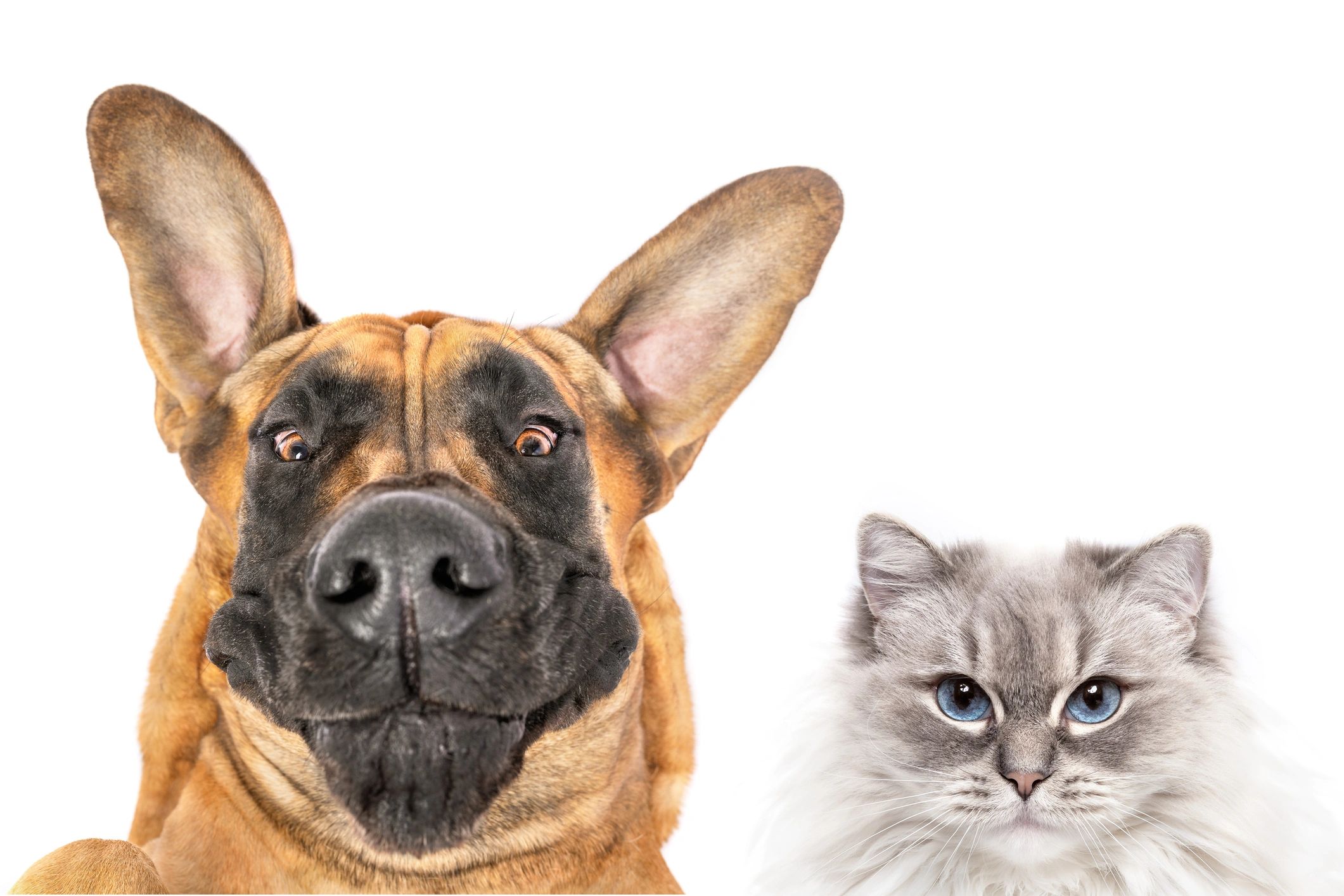 Close-up portrait of a dog and cat together