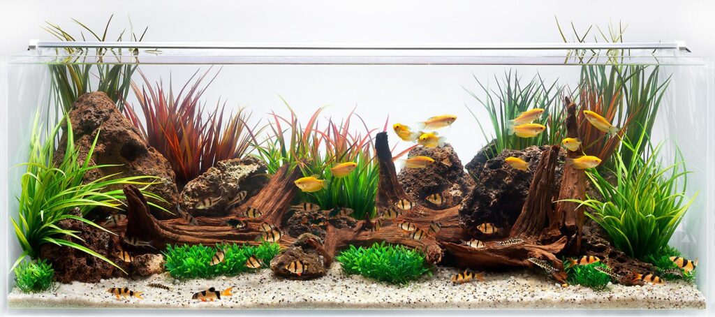 Gourami swimming in a planted aquarium
